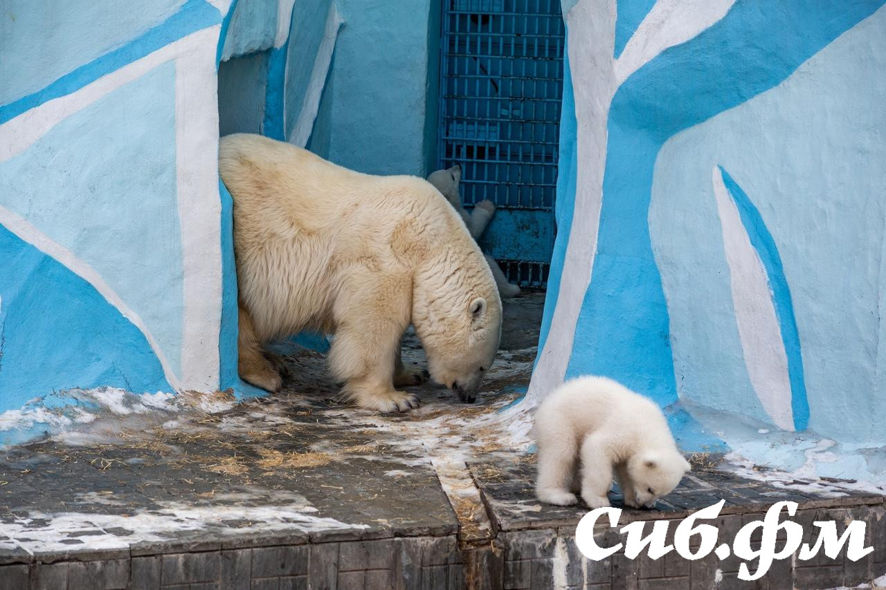 Фото Опубликованы 15 фото белых медвежат Герды из Новосибирского зоопарка 3